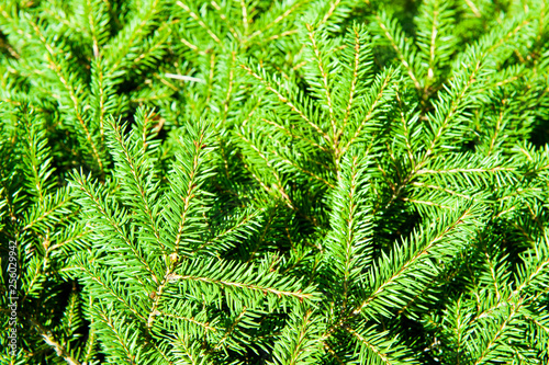 Green Christmas fir tree branches (background)