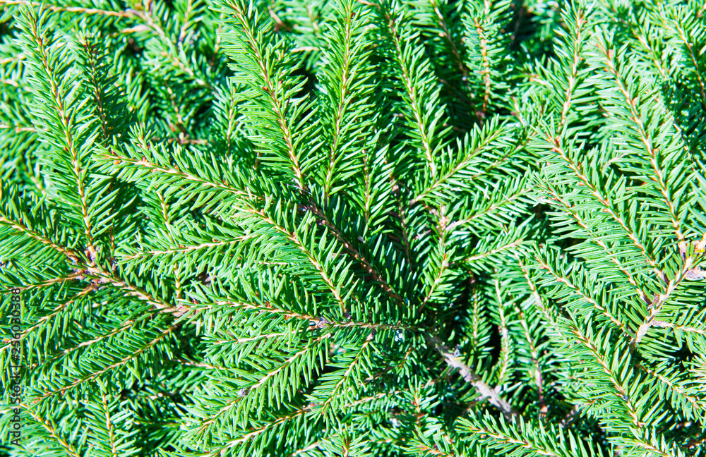 Green Christmas fir tree branches (background)