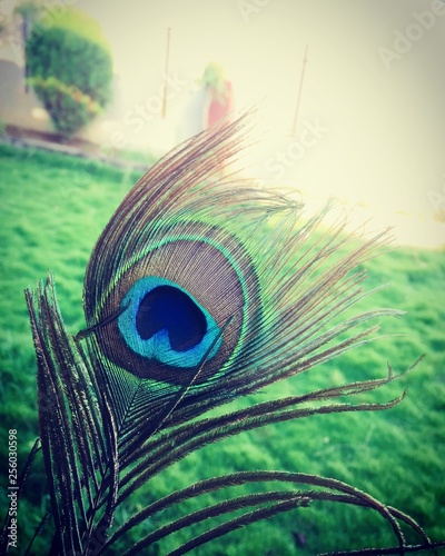 close-up photography of green and blue peacock feather photo