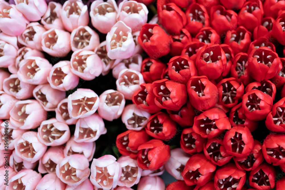 Fototapeta premium Tulipani colorati rosso e rosa