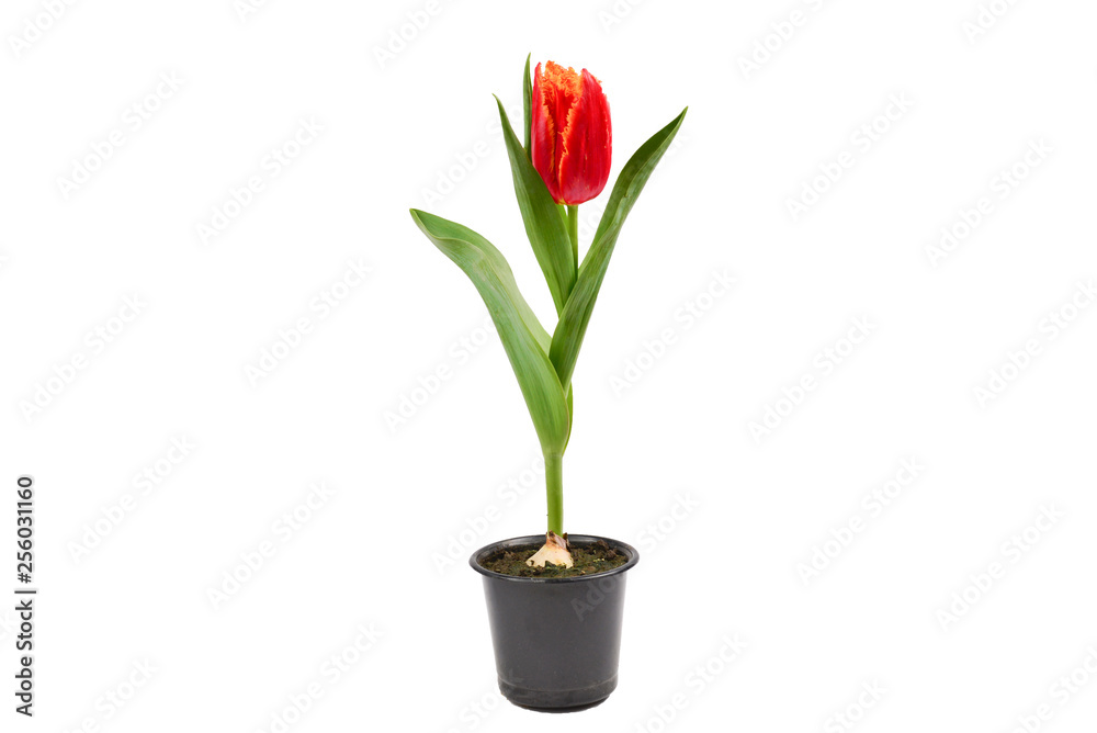 Tulip in a pot isolated on white background. Tulip in a pot isolated on white background.