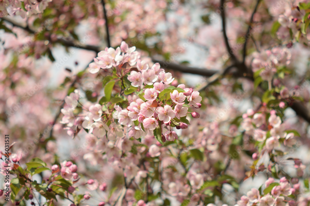 Garden of Eden with blooming apple trees - closeup. Garden of Eden with blooming apple trees - closeup.