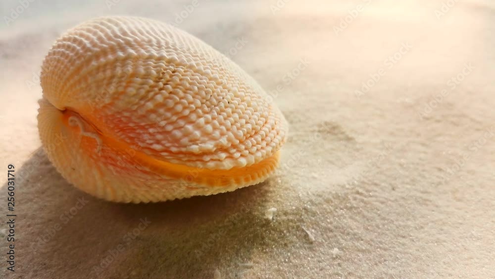 Beautiful shell on white sand beach, close up. Wind blowing on the sand. Beautiful shell on white sand beach, close up. Wind blowing on the sand.