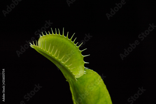 venus flytrap