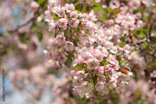 Garden of Eden with blooming apple trees - closeup.