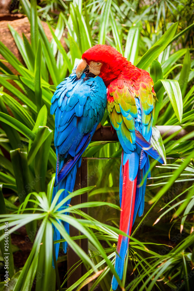 Blue-and-Yellow-Macaw. Parrot Blue-and-Yellow-Macaw. Parrot