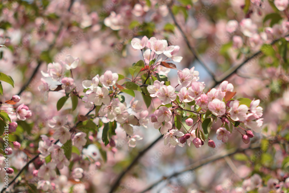 Garden of Eden with blooming apple trees - closeup. Garden of Eden with blooming apple trees - closeup.