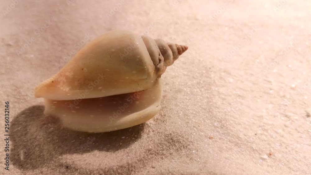 Beautiful shell on white sand beach, close up. Wind blowing on the sand. Beautiful shell on white sand beach, close up. Wind blowing on the sand.