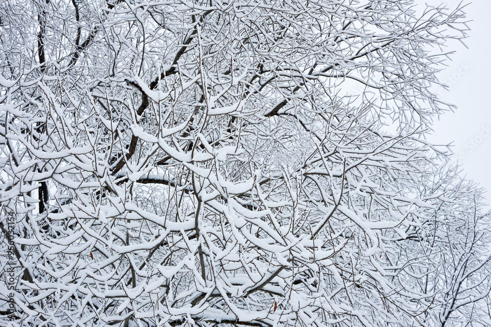 White snow on the branches of the trees. Winter day White snow on the branches of the trees. Winter day