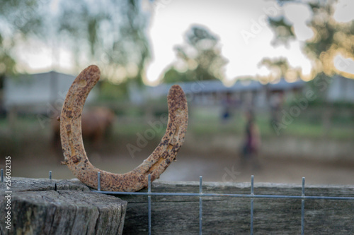 natural horse training photo