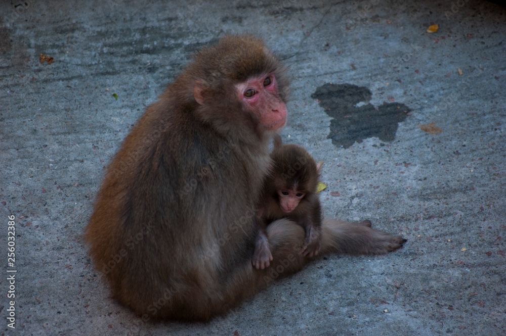macaque macaque