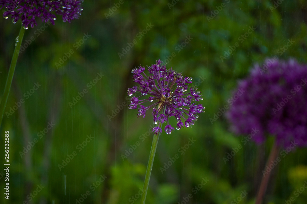 Obraz premium flower