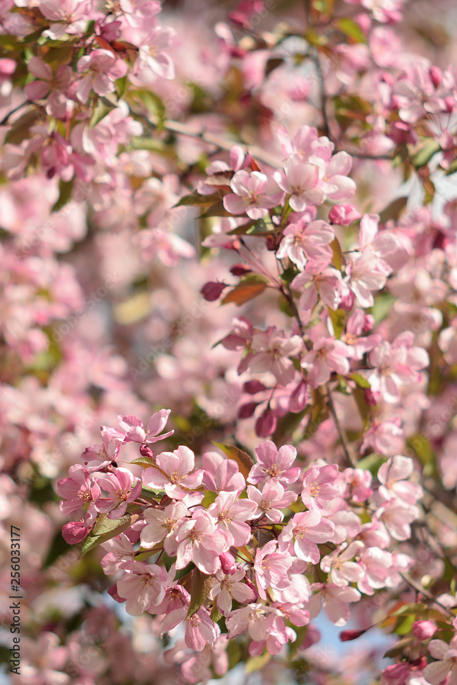 Garden of Eden with blooming apple trees - closeup. Garden of Eden with blooming apple trees - closeup.