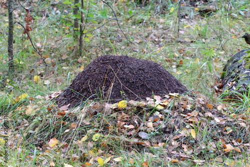 Big ant hill in the forest