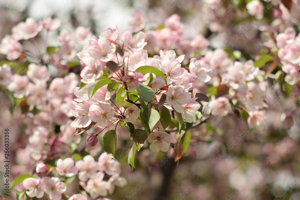 Garden of Eden with blooming apple trees - closeup. Garden of Eden with blooming apple trees - closeup.