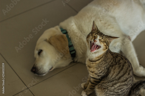 two domestic animal funny scene photography of Labrador dog lay on floor and yawns cat near him