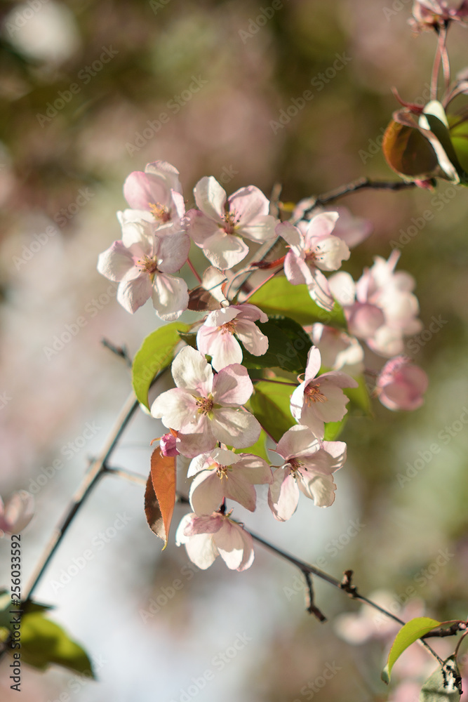 Garden of Eden with blooming apple trees - closeup. Garden of Eden with blooming apple trees - closeup.