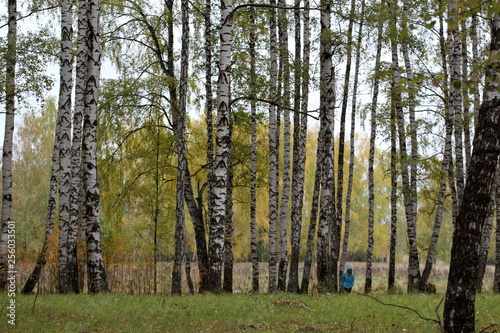Autumn birches forest in Russia