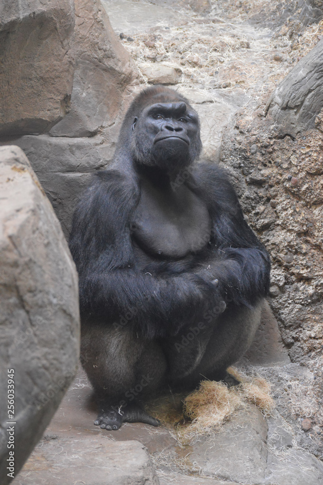 Western Lowland Gorilla