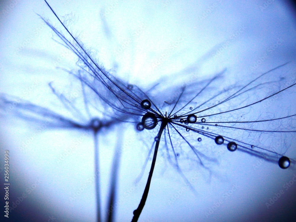 drops on the seed of the plant