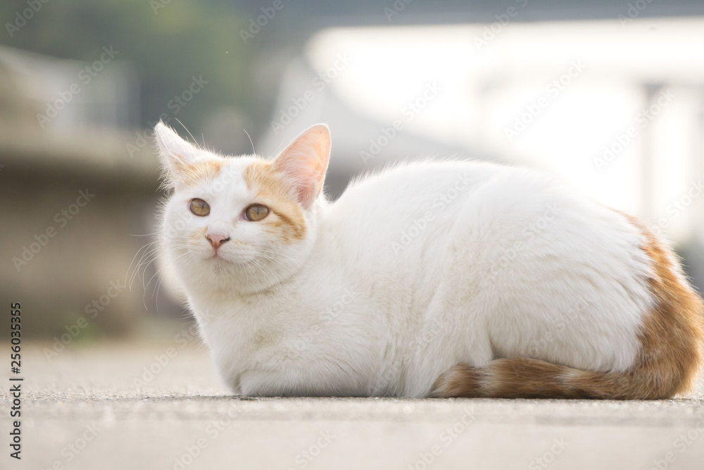 日向ぼっこ 野良猫