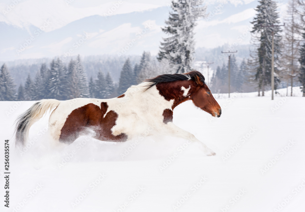 Brown and white horse running in deep snow, trees and mountains background.