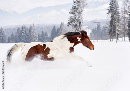 Fototapeta Naklejka Na Ścianę i Meble -  Brown and white horse running in deep snow, trees and mountains background.