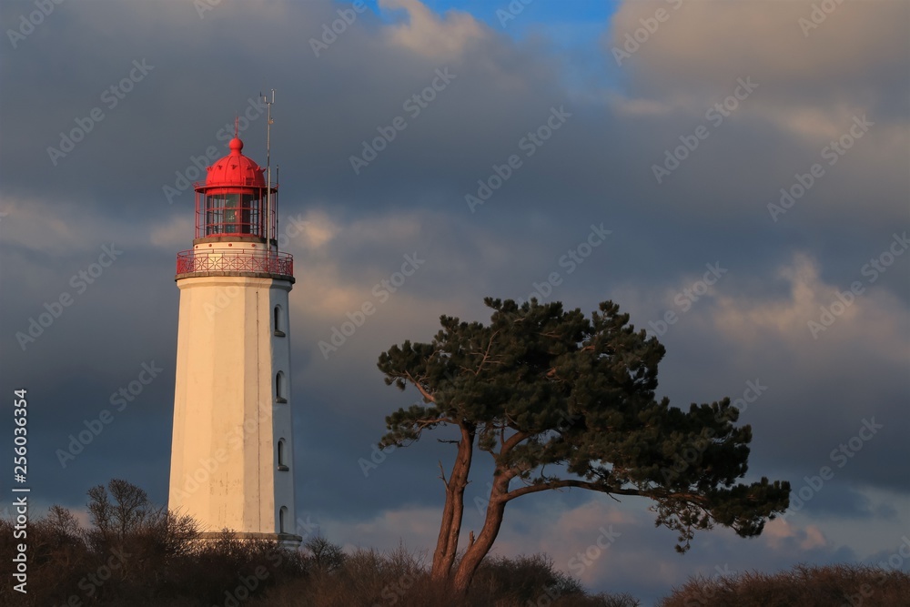 lighthouse and pine tree on the Baltic island of Hiddensee
