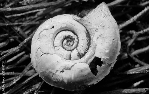 Seashell on a black background macro black and white photo nature imressionism photo