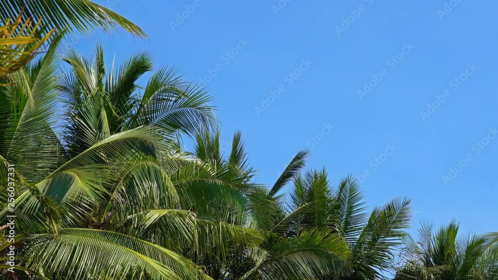 Lush green leaves of palm trees swaying in the breeze on a bright blue sky background Lush green leaves of palm trees swaying in the breeze on a bright blue sky background