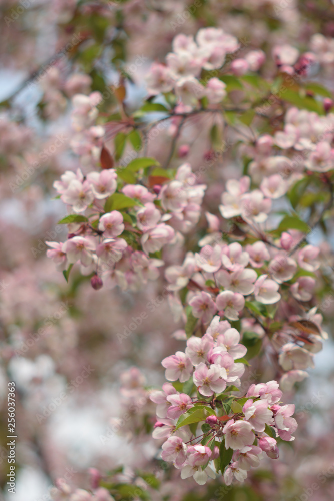 Garden of Eden with blooming apple trees - closeup. Garden of Eden with blooming apple trees - closeup.