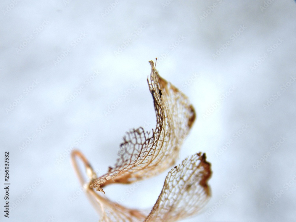 Obraz premium Dried autumn leaf