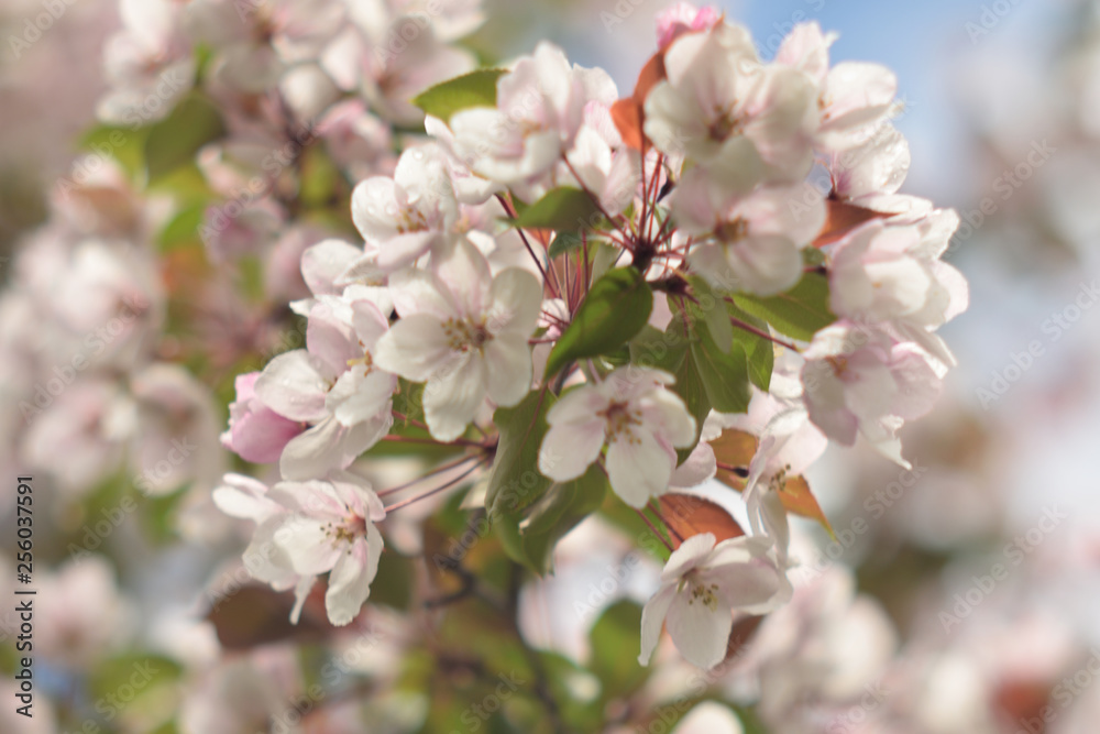 Obraz premium Garden of Eden with blooming apple trees - closeup.