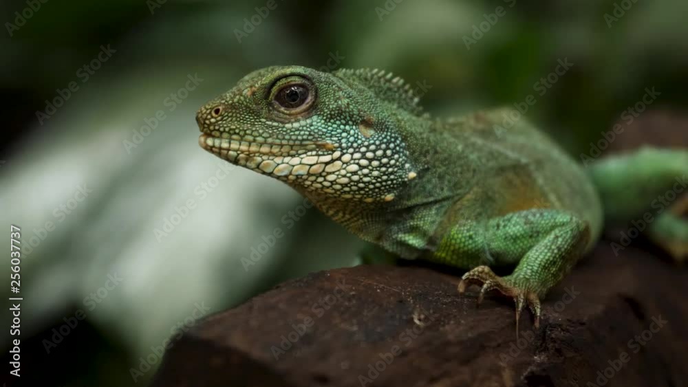 SLOW MOTION: An Iguana is resting on a tree SLOW MOTION: An Iguana is resting on a tree