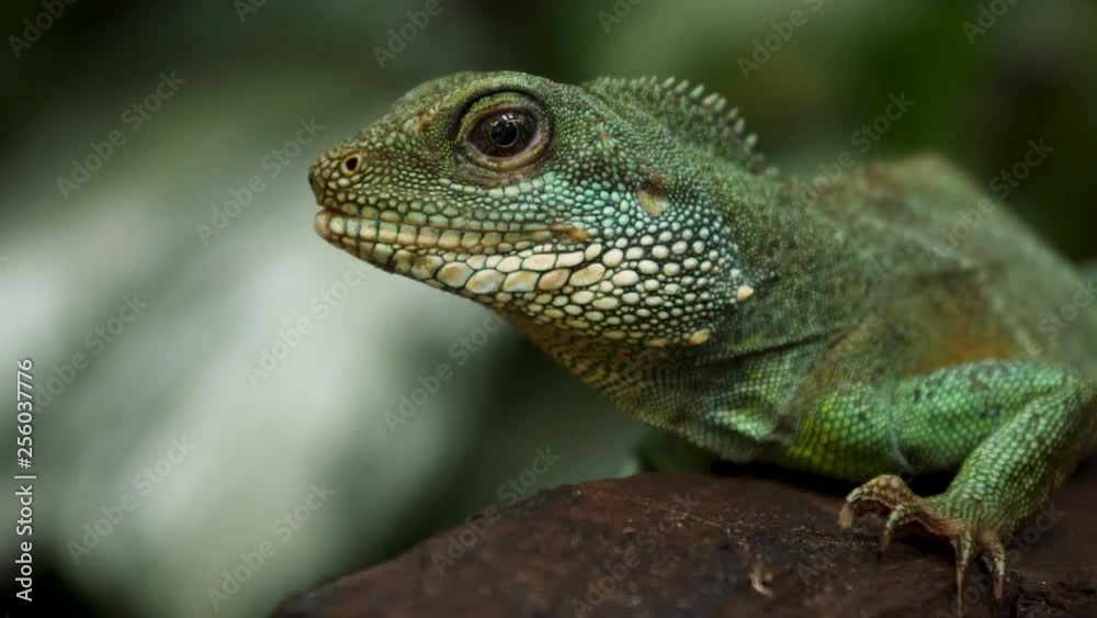 An iguana is resting on a tree An iguana is resting on a tree