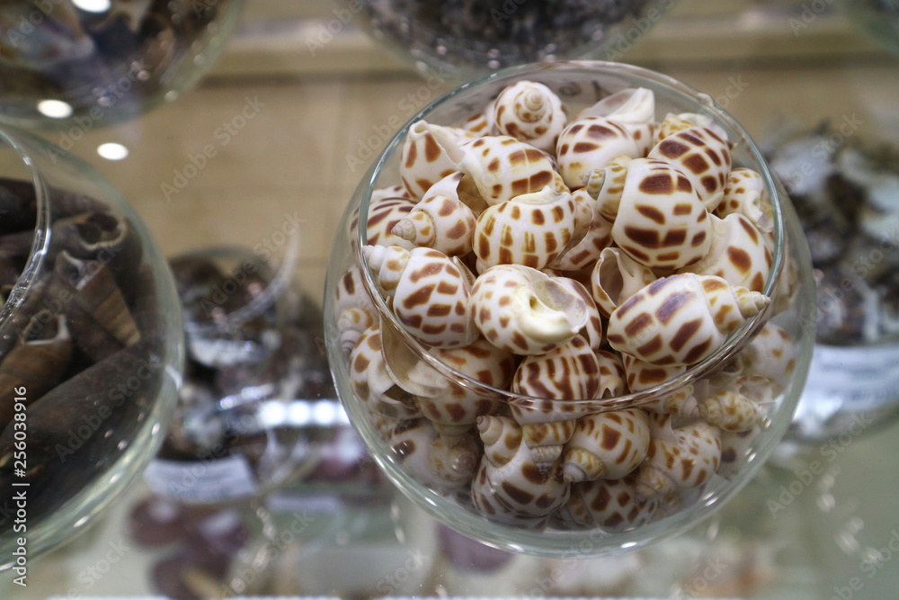 Seashells are mottled in the glass a lot like the background for the design.