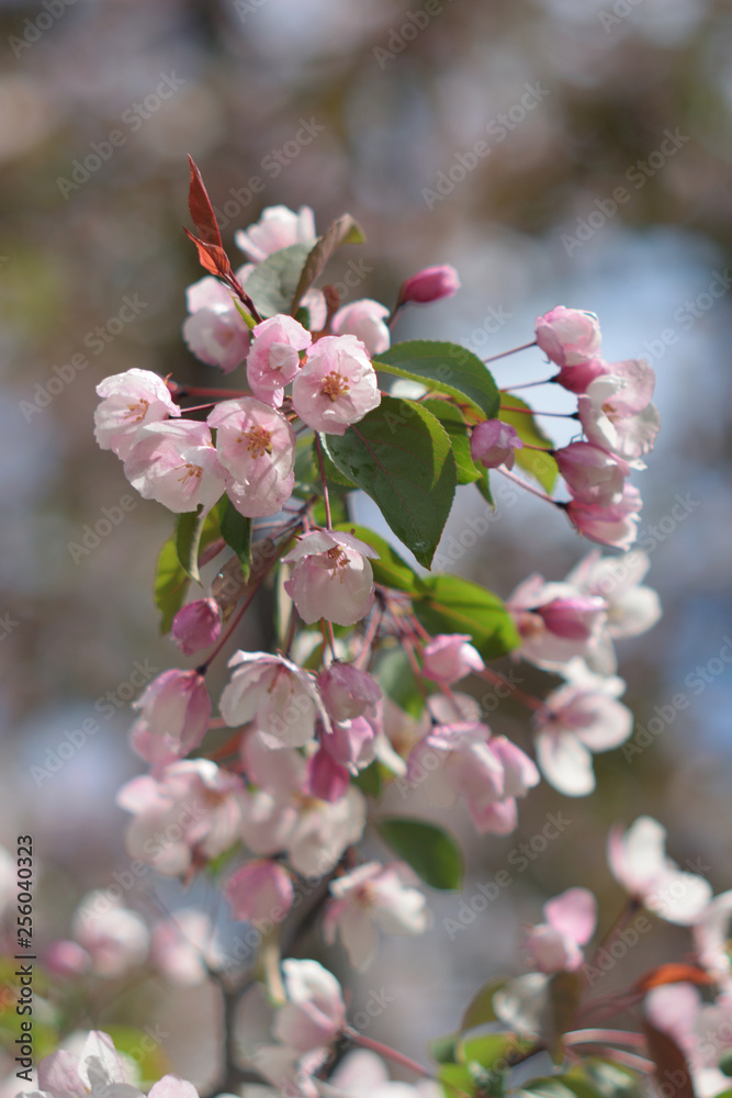 Obraz premium Garden of Eden with blooming apple trees - closeup.