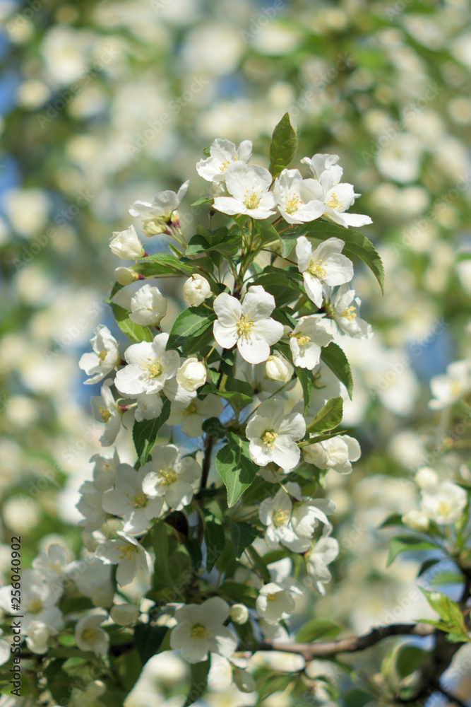 Garden of Eden with blooming apple trees - closeup. Garden of Eden with blooming apple trees - closeup.