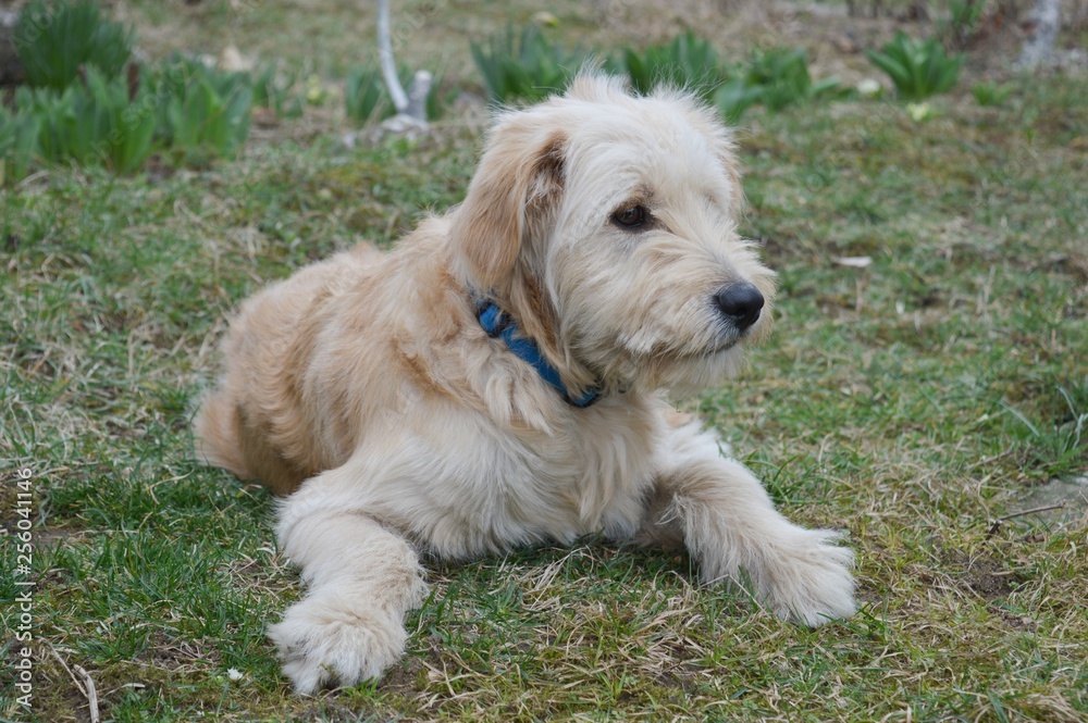 the dog is lying on the grass