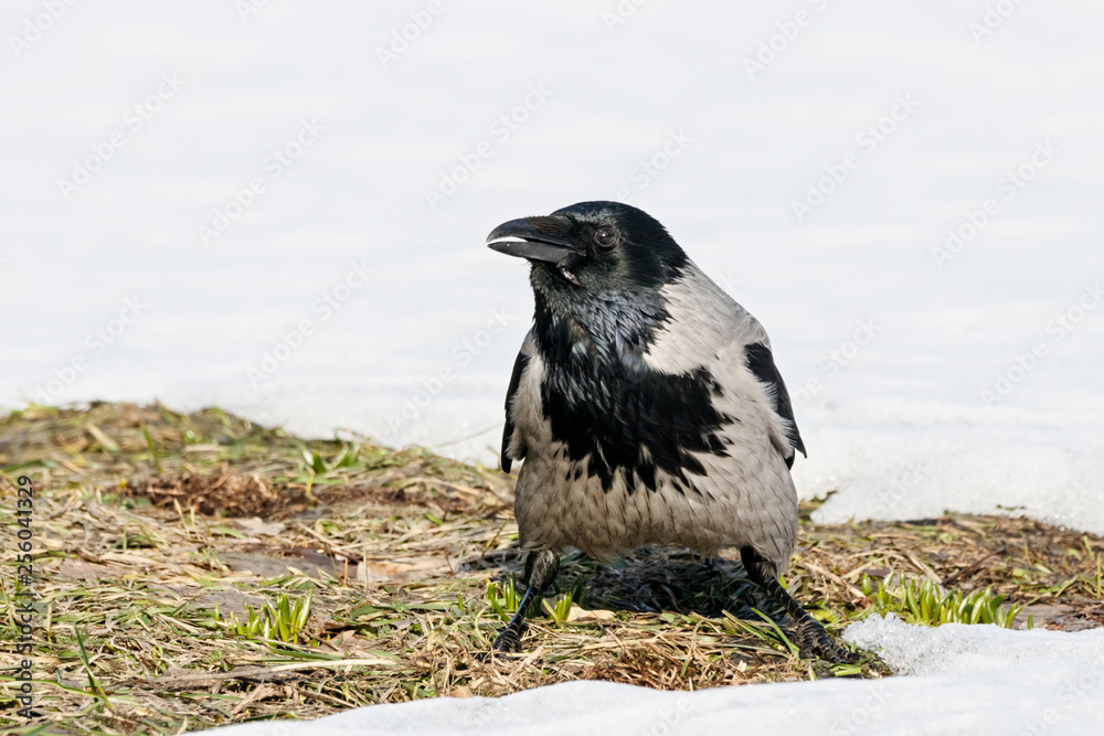 Obraz premium Hooded crow (Corvus cornix) sitting on ground on thawed patch on lawn in early spring looking for food. Common urban bird in wildlife.