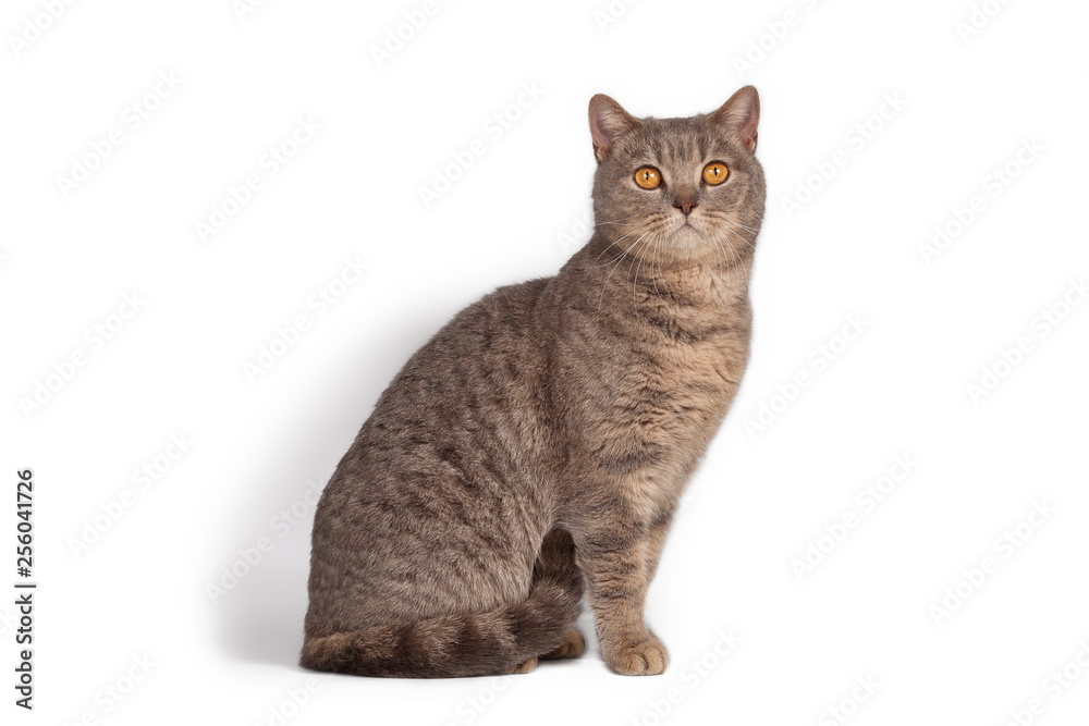 Funny cute cat posing on white background Funny cute cat posing on white background