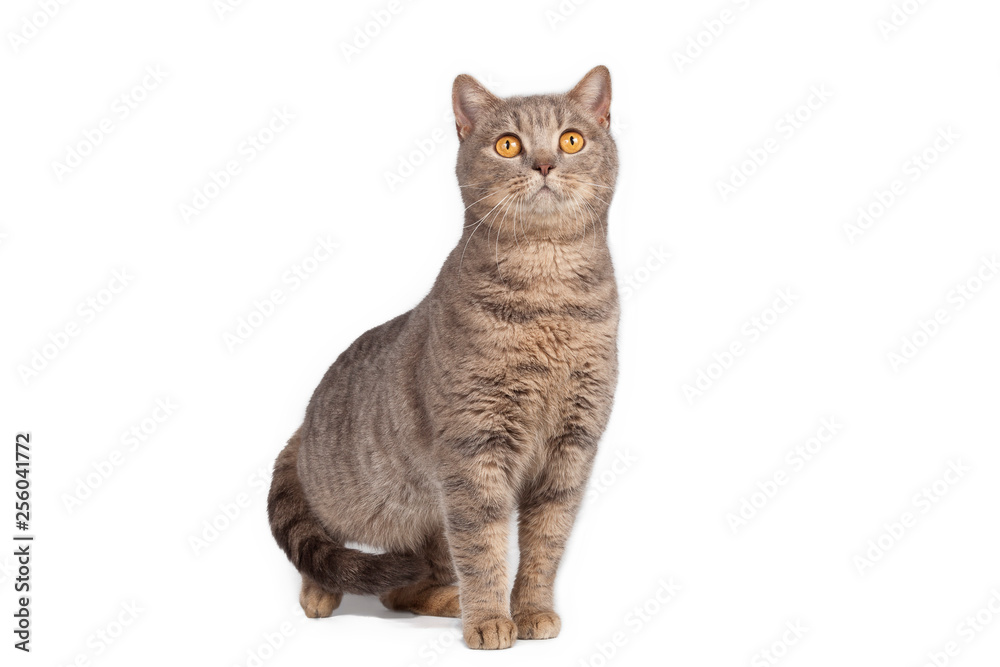 Funny cute cat posing on white background Funny cute cat posing on white background