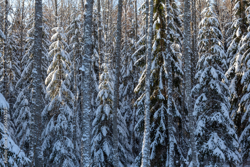Fototapeta premium Winter forest landscape