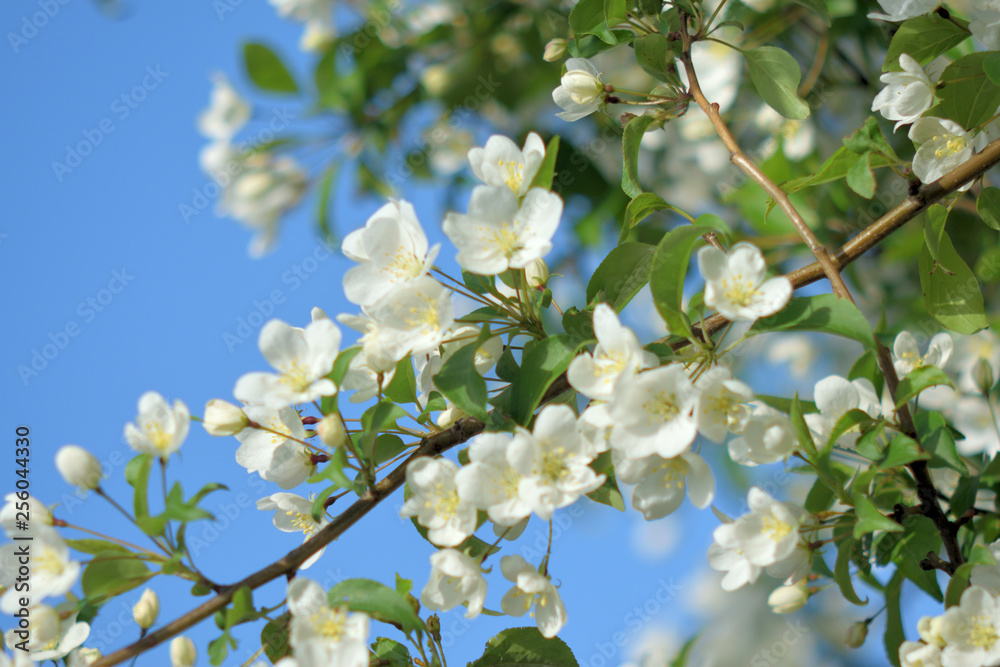 Garden of Eden with blooming apple trees - closeup. Garden of Eden with blooming apple trees - closeup.