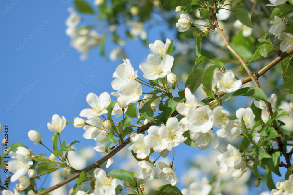 Garden of Eden with blooming apple trees - closeup. Garden of Eden with blooming apple trees - closeup.