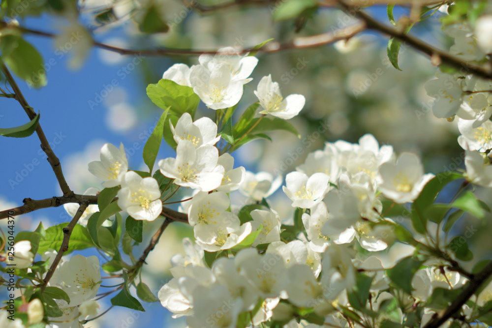 Garden of Eden with blooming apple trees - closeup. Garden of Eden with blooming apple trees - closeup.