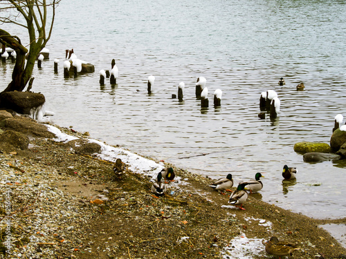 Many wild ducks and swans