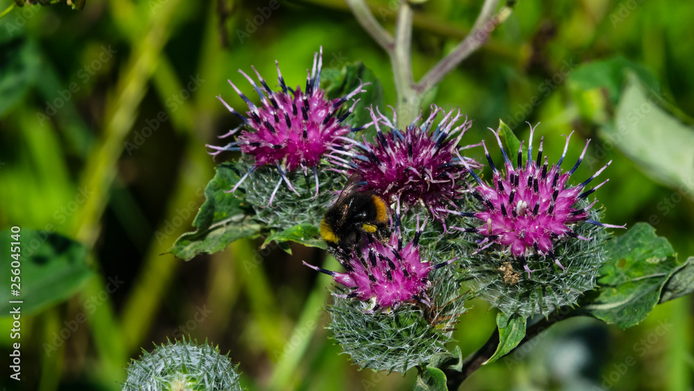 Bumblebee on blooming wooly or downy burdock, arctium tomentosum, macro, selective focus, shallow DOF Bumblebee on blooming wooly or downy burdock, arctium tomentosum, macro, selective focus, shallow DOF
