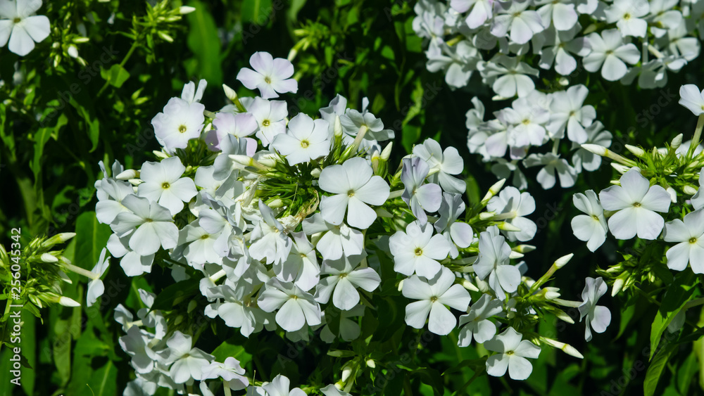 White garden Annual phox or Phlox drummondii flowers at flowerbed close-up, selective focus, shallow DOF White garden Annual phox or Phlox drummondii flowers at flowerbed close-up, selective focus, shallow DOF