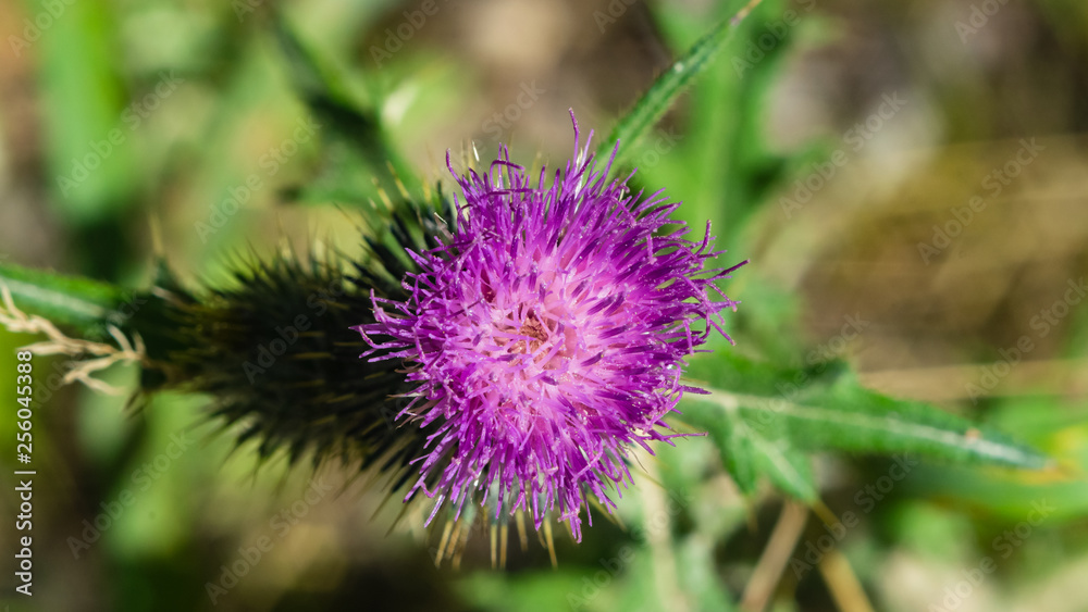 Spear thistle or Cirsium vulgare flower close-up against bokeh background, selective focus, shallow DOF Spear thistle or Cirsium vulgare flower close-up against bokeh background, selective focus, shallow DOF